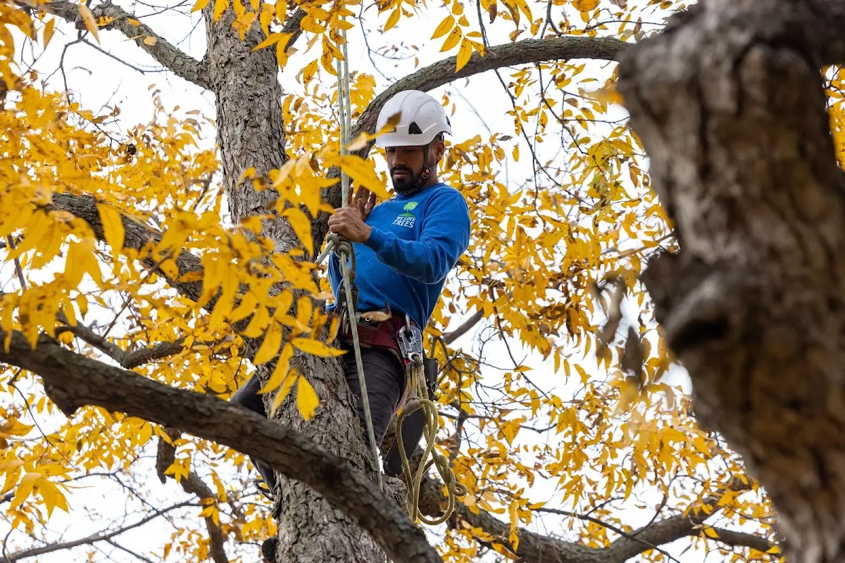 Skilled Tree Transplanting crew working in Whitharral